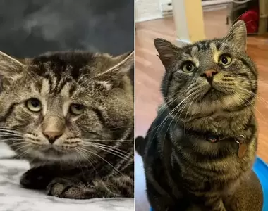 《沮喪虎斑貓》原本愁眉苦臉但被收養了之後有了大變化