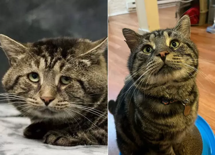 《沮喪虎斑貓》原本愁眉苦臉但被收養了之後有了大變化 《沮喪虎斑貓》原本愁眉苦臉但被收養了之後有了大變化