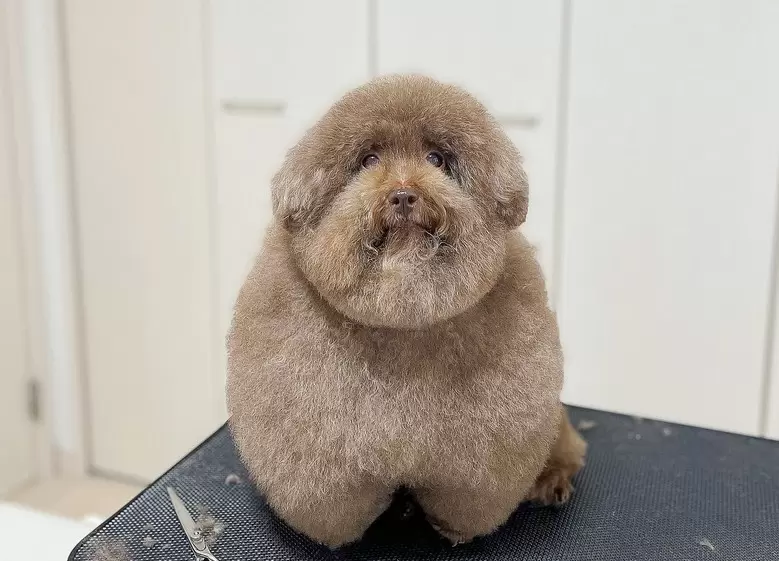 365度零死角圓潤《貴賓狗Mohu因身材爆紅》圓滾滾的模樣太可愛而引起話題