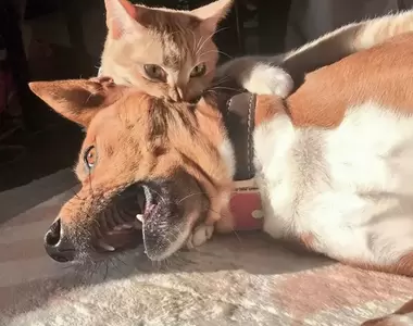 網友分享《毛孩有仇必報的各種表現》受到的傷害極小，但人內心遇到的創傷會很大