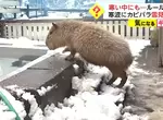 《水豚君的雪見風呂體驗》寒冬來襲動物園裡動物們的保暖方式 《水豚君的雪見風呂體驗》寒冬來襲動物園裡動物們的保暖方式