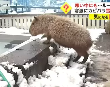 《水豚君的雪見風呂體驗》寒冬來襲動物園裡動物們的保暖方式