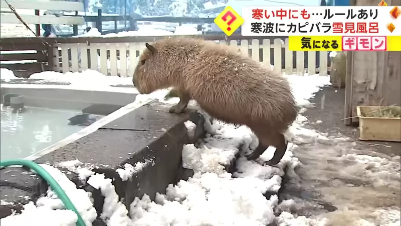 《水豚君的雪見風呂體驗》寒冬來襲動物園裡動物們的保暖方式 《水豚君的雪見風呂體驗》寒冬來襲動物園裡動物們的保暖方式