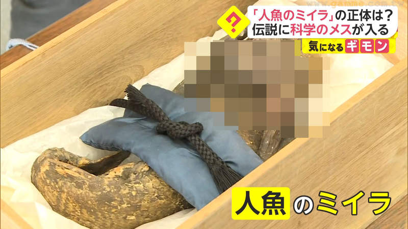 300年前的人魚木乃伊 號稱吃了人魚肉可以長生不老 日本要探究傳說是真是假