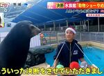 《日本水族館廢除動物表演》為什麼放棄大受歡迎的節目?海獅不用工作精神更好了 《日本水族館廢除動物表演》為什麼放棄大受歡迎的節目?海獅不用工作精神更好了