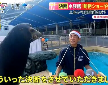《日本水族館廢除動物表演》為什麼放棄大受歡迎的節目？海獅不用工作精神更好了