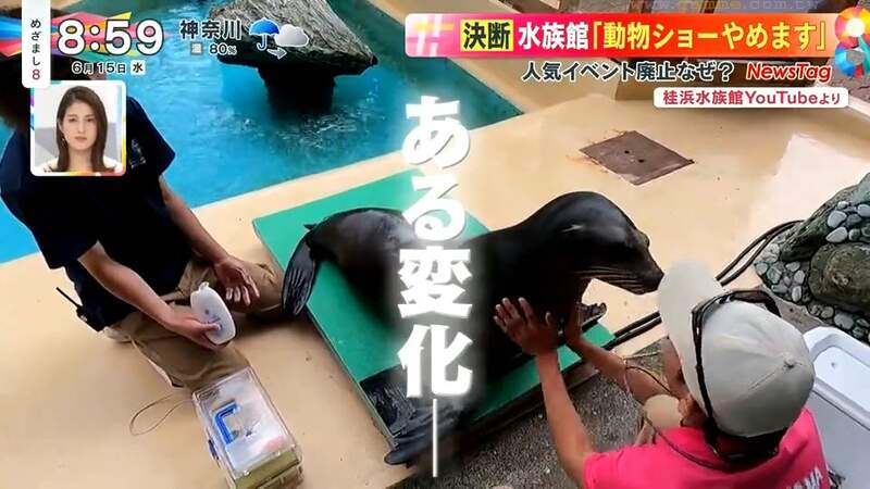 日本水族館廢除動物表演 為什麼放棄大受歡迎的節目 海獅不用工作精神更好了