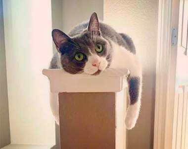 耍廢最高境界《單軌鐵路貓》各種趴在欄杆、牆壁的喵星人