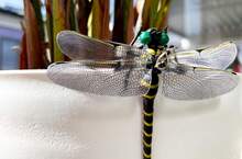蚊蟲防範對策《實體大蜻蜓吊飾 蜻蜓君》放在蟲蟲能看得見的地方嚇嚇牠們