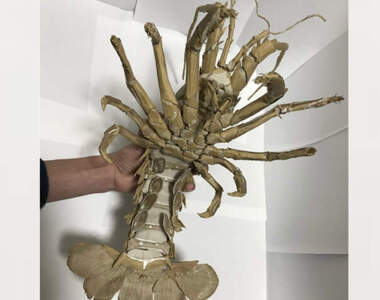 全身152處關節可動《紙板海鮮藝術》網友手工製作龍蝦,逼真但不能水煮!會散掉XD