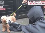 《日本忍術秘笈新發現》忍者秘傳讓狗不叫的絕招?實際找狗測試的結果是…… 《日本忍術秘笈新發現》忍者秘傳讓狗不叫的絕招?實際找狗測試的結果是……
