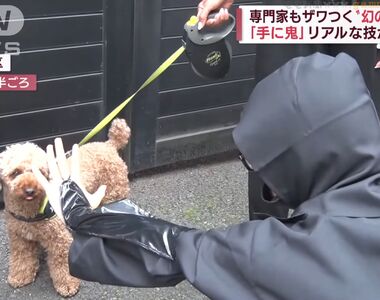 《日本忍術秘笈新發現》忍者秘傳讓狗不叫的絕招?實際找狗測試的結果是……