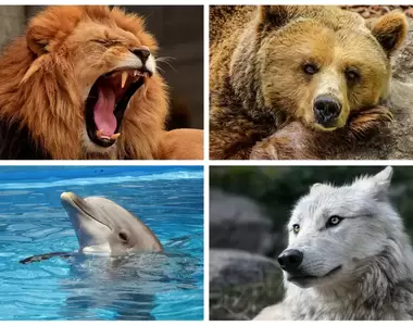 作息類型判斷《看看你是哪一種動物睡眠類型》可惜沒有第五種,不然我肯定是一整天都不想動的樹獺型XD