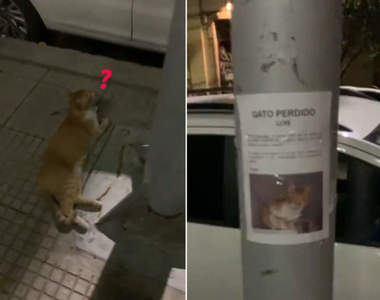 《在尋貓啟事旁找到迷路的貓》連電影都不會出現的巧合，結果在現實生活中出現了