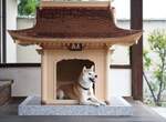 要價450萬台幣的狗屋《犬殿》不誇張~這真的住得比人還要好 要價450萬台幣的狗屋《犬殿》不誇張~這真的住得比人還要好