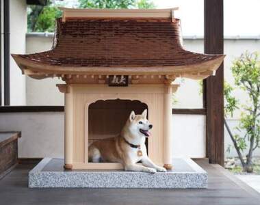 要價450萬台幣的狗屋《犬殿》不誇張~這真的住得比人還要好