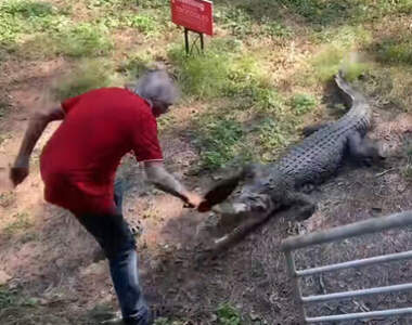 這不是魔物獵人《旅館老闆用平底鍋擊退鱷魚》但是影片被網友配上MH的BGM也無違和XD