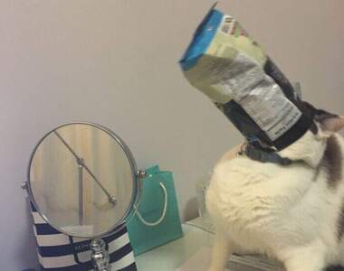 網友分享《各種想偷吃食物的毛孩照片》一天下來最皮愛搗蛋的就是牠們