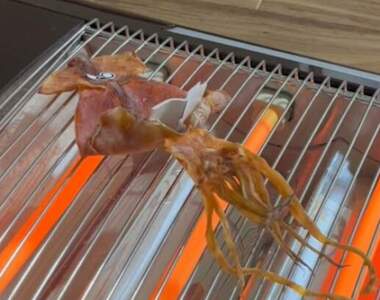 只要方法做對《你就能得到一隻看書的魷魚》實用情報影片公開