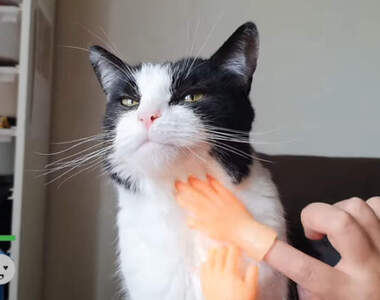 網友實測《讓貓舒服的四種道具》結論是再棒的工具都比不上主人的手手