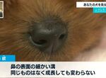 《狗狗鼻紋認證APP》掃鼻子就知道是家的狗狗 尋找走失愛犬超方便 《狗狗鼻紋認證APP》掃鼻子就知道是家的狗狗 尋找走失愛犬超方便