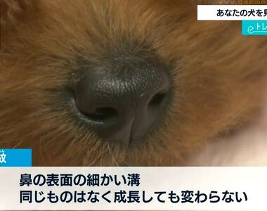 《狗狗鼻紋認證APP》掃鼻子就知道是家的狗狗 尋找走失愛犬超方便