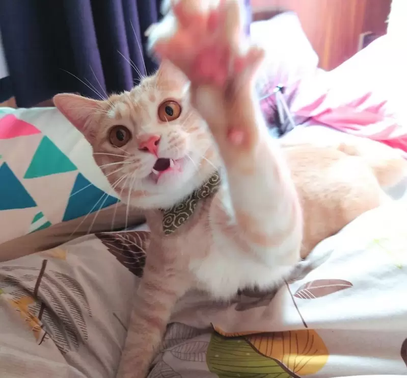 網友趣味養貓漫畫《沙發下的伸爪魔物》貓奴真實經歷大家也有遇到過嗎? 網友趣味養貓漫畫《沙發下的伸爪魔物》貓奴真實經歷大家也有遇到過嗎?