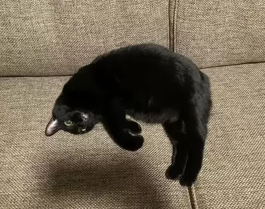 視覺混淆照片《看起來飄起來的貓》每一個畫面不多看幾次真的會嚴重誤會