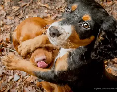 讓人發笑趕走憂鬱《2022搞笑寵物攝影大賽》各種趣味照片出爐