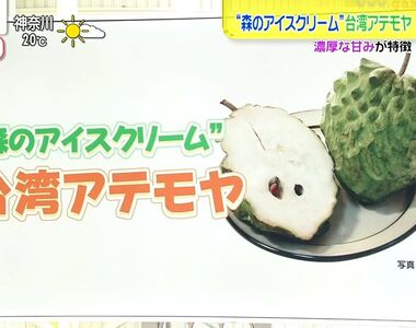 《日本節目試吃鳳梨釋迦》冷凍技術改良首次登陸日本 藝人直呼吃起來像荔枝？