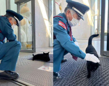 尾道市立美術館《警衛大叔與黑貓睽違四個月的相遇》攻防戰結束現在貓貓只想靠過去撒嬌