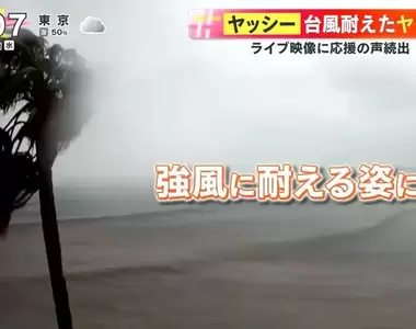 《因颱風爆紅的椰子樹》萬人集氣為小椰加油 挺住強風的堅強英姿帶給大家勇氣