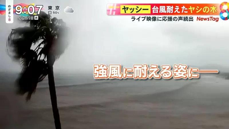 《因颱風爆紅的椰子樹》萬人集氣為小椰加油 挺住強風的堅強英姿帶給大家勇氣 《因颱風爆紅的椰子樹》萬人集氣為小椰加油 挺住強風的堅強英姿帶給大家勇氣