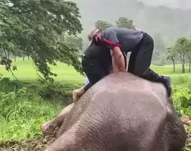 《泰國大象救援行動》小象跌落水溝,大象媽媽失去意識救援人員用CPR急救