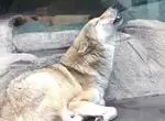 動物園貼《模仿狼嚎告示》給那些愛學的人看,人家狼其實都知道...只是不想鳥你而已= = 動物園貼《模仿狼嚎告示》給那些愛學的人看,人家狼其實都知道...只是不想鳥你而已= =