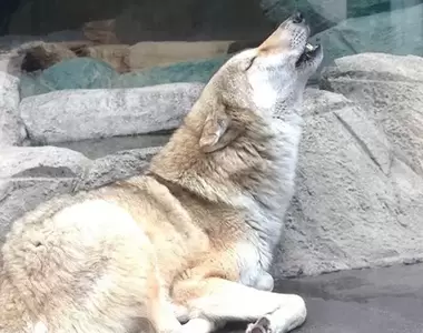 動物園貼《模仿狼嚎告示》給那些愛學的人看,人家狼其實都知道...只是不想鳥你而已= =