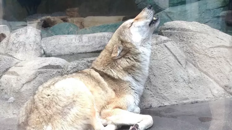動物園貼《模仿狼嚎告示》給那些愛學的人看,人家狼其實都知道...只是不想鳥你而已= = 動物園貼《模仿狼嚎告示》給那些愛學的人看,人家狼其實都知道...只是不想鳥你而已= =