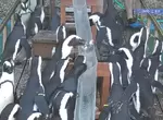 《日本企鵝大啖流水竹筴魚》夏天水族館的慣例活動 不同個性的企鵝展現獨到的吃魚策略 《日本企鵝大啖流水竹筴魚》夏天水族館的慣例活動 不同個性的企鵝展現獨到的吃魚策略
