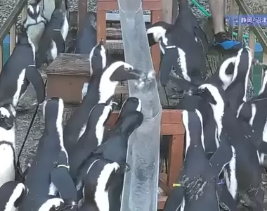《日本企鵝大啖流水竹筴魚》夏天水族館的慣例活動 不同個性的企鵝展現獨到的吃魚策略