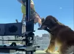 高樓擦窗員遇見《想要分享禮物的黃金獵犬》有趣的互動都被主人給拍下來 高樓擦窗員遇見《想要分享禮物的黃金獵犬》有趣的互動都被主人給拍下來