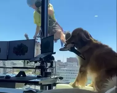 高樓擦窗員遇見《想要分享禮物的黃金獵犬》有趣的互動都被主人給拍下來