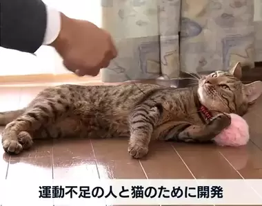 《一舉兩得逗貓棒》飼主跟寵物一起健身 同時解決人貓缺乏運動的問題