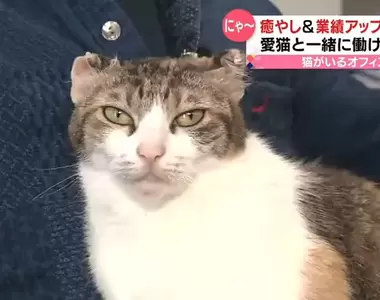 《日本辦公室養貓風氣》不但療癒了大家的心情,甚至還能有效提高公司業績