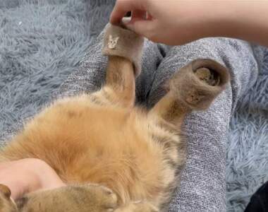 日本網友用貓毛製作《喵星人小小拖鞋》超迷你的樣子不但合腳又可愛