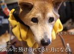 《日本老狗安養中心》胃癌飼主難以照顧失智愛犬 專人貼心陪牠走過最後一程 《日本老狗安養中心》胃癌飼主難以照顧失智愛犬 專人貼心陪牠走過最後一程