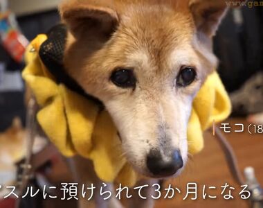 《日本老狗安養中心》胃癌飼主難以照顧失智愛犬 專人貼心陪牠走過最後一程
