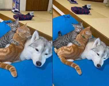 我只是個局外人《趴在狗上相親相愛的貓》哈士奇一臉無奈的表情超好笑