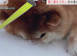 不想回家的柴犬《終極絕招雪地埋臉》我還想玩不要帶我回家 不想回家的柴犬《終極絕招雪地埋臉》我還想玩不要帶我回家