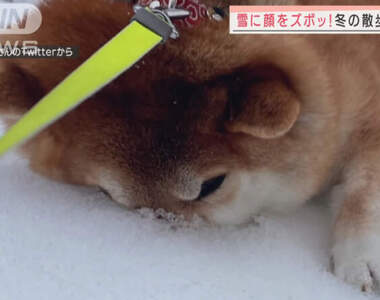 不想回家的柴犬《終極絕招雪地埋臉》我還想玩不要帶我回家