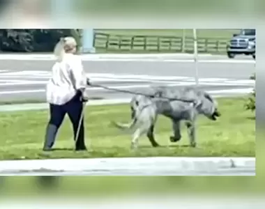 迷之都市傳說《卓柏卡布拉出現在大街上》網友覺得這是狼還是大狗啊(嚇)